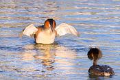 fuut (Podiceps cristatus) 4-2017 7556